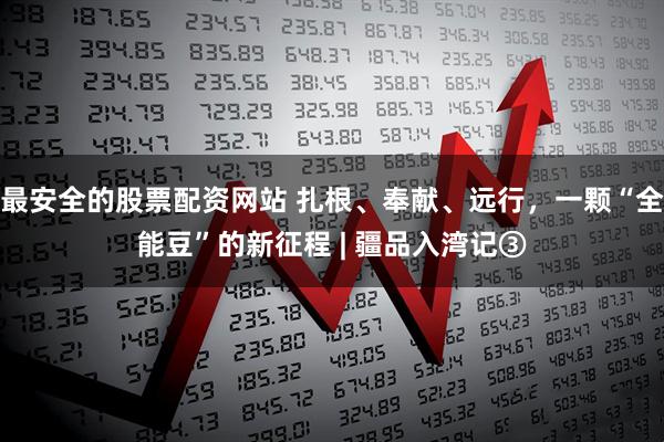 最安全的股票配资网站 扎根、奉献、远行，一颗“全能豆”的新征程 | 疆品入湾记③